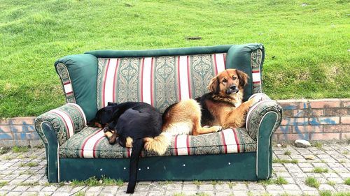 Dog sitting on bench in field