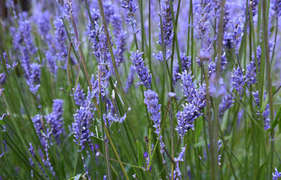 Close-up of purple flowering plants on field