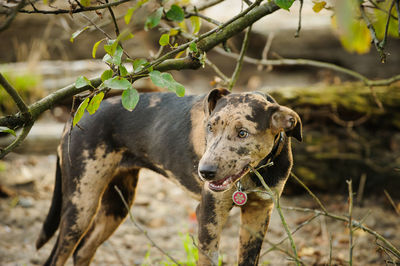 Close-up of dog on field