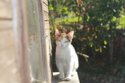 Portrait of cat sitting outdoors