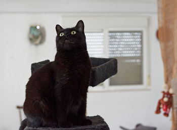 Cat looking away at home
