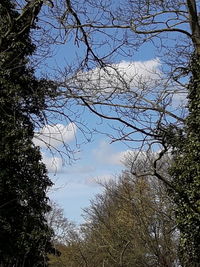 Low angle view of trees against cloudy sky