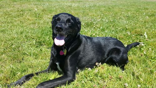 Black dog on field