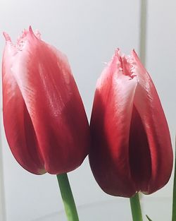 Close-up of pink tulips