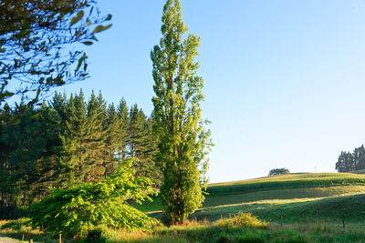 Trees on field against clear sky