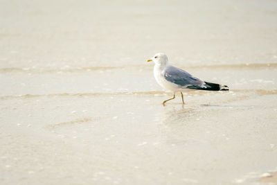 Close-up of seagull perching on a land