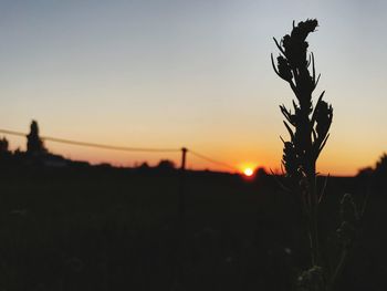 Silhouette plants on field against sky during sunset