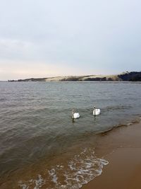 Swan on beach against sky