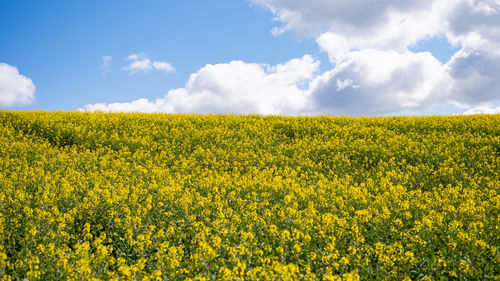 Scenic view of oilseed rape field against sky