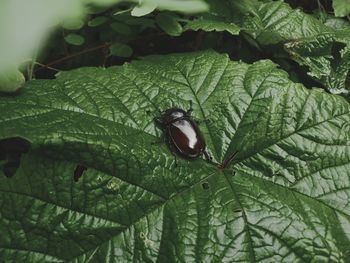 Close-up of insect on leaf