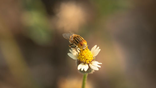 Close-up of bee pollinating on flower