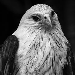 Close-up of bald eagle