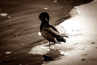 Bird perching on woman in water