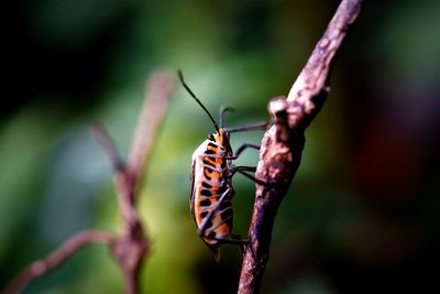 Close-up of madates limbata beetle on plant