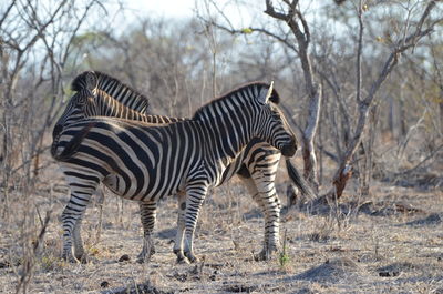 Side view of two zebras on field