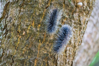 Close-up of insect on tree trunk