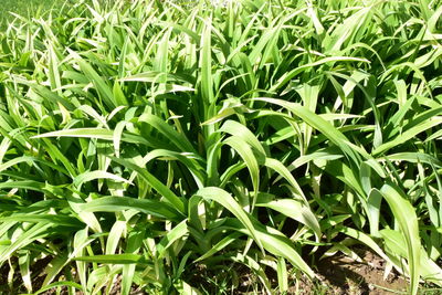 Full frame shot of crops growing on field