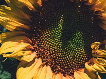 Close-up of sunflower