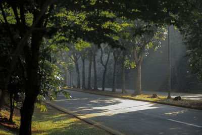 Road amidst trees in park