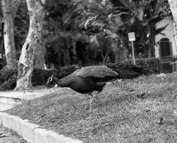 Side view of a bird flying over a field