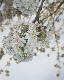 Close-up of white flowers