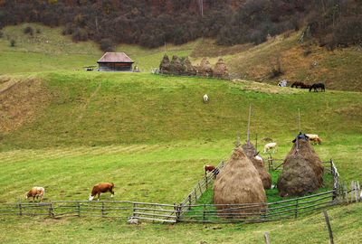 High angle view of cows on field