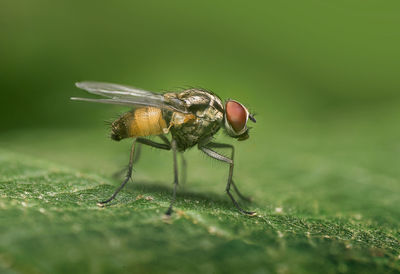 Close-up of housefly on leaf