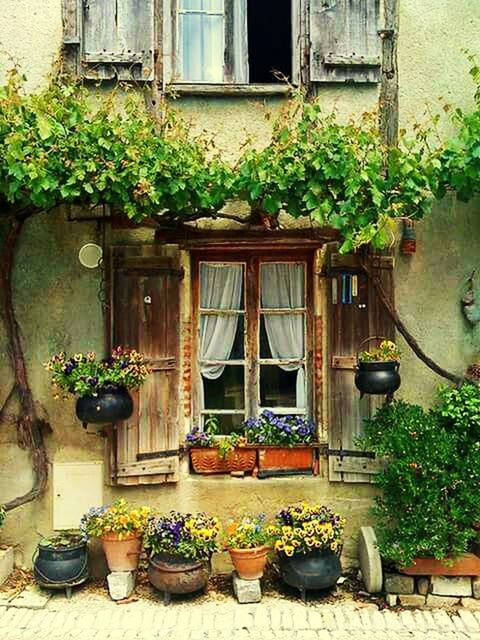 potted plant, plant, building exterior, architecture, built structure, window, house, growth, flower pot, flower, pot plant, door, residential structure, front or back yard, chair, leaf, wall, closed, day, residential building