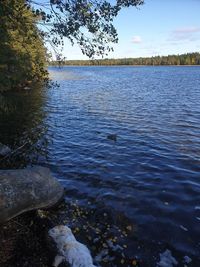 View of bird swimming in lake