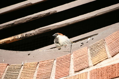 Bird perching on wood