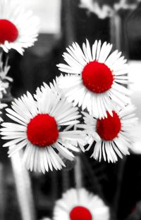 Extreme close up of red flower