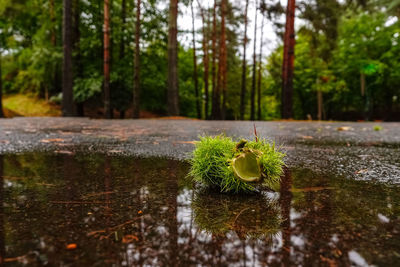 Close-up of plants growing in forest