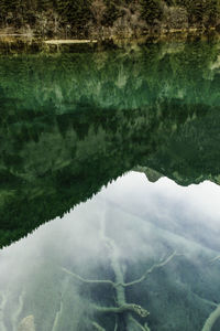 Reflection of trees on lake