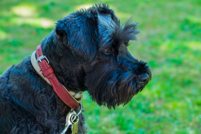 Close-up of dog