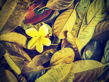 High angle view of yellow flowering plant leaves