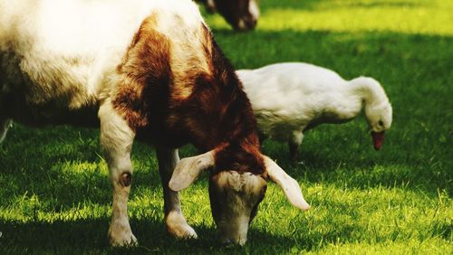 Sheep grazing in a field