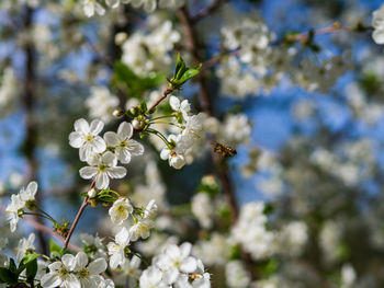 Close-up of white cherry blossom tree