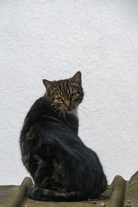 Cat looking away while sitting on wall