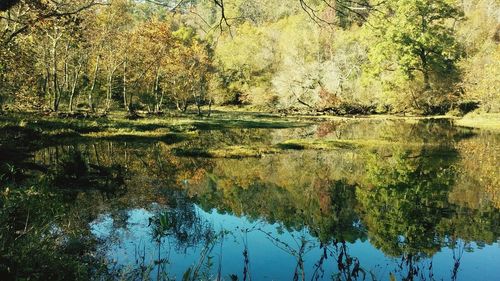 Reflection of trees in lake against sky