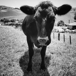 Portrait of horse standing on field