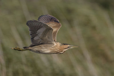 Close-up of a bird flying