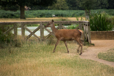 Side view of deer on grass