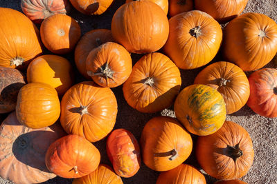 High angle view of pumpkins