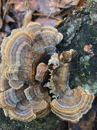 Close-up of mushrooms