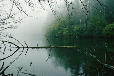 Reflection of trees in lake