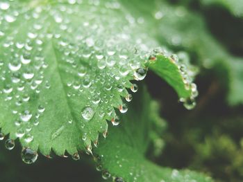 Close-up of water drops on leaf