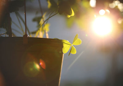 Close-up of yellow leaves on plant at sunset