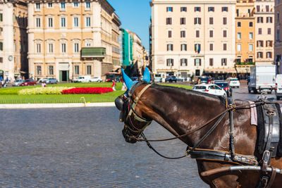 A horse harnessed to a carriage in the piazza venezia, roma, italy. cars,  buildings in background.