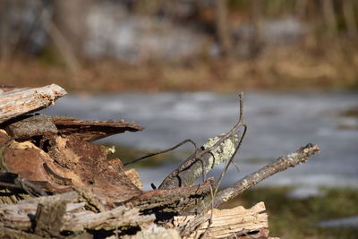 Close-up of driftwood against trees