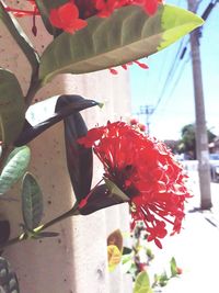 Close-up of red flowers against blurred background